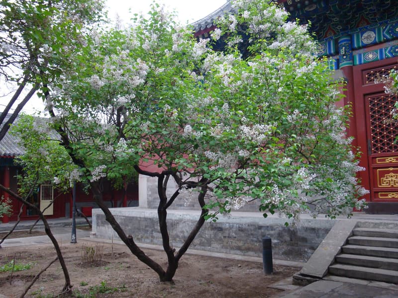 Fayuan Temple — a hidden gem in Beijing, Beijing