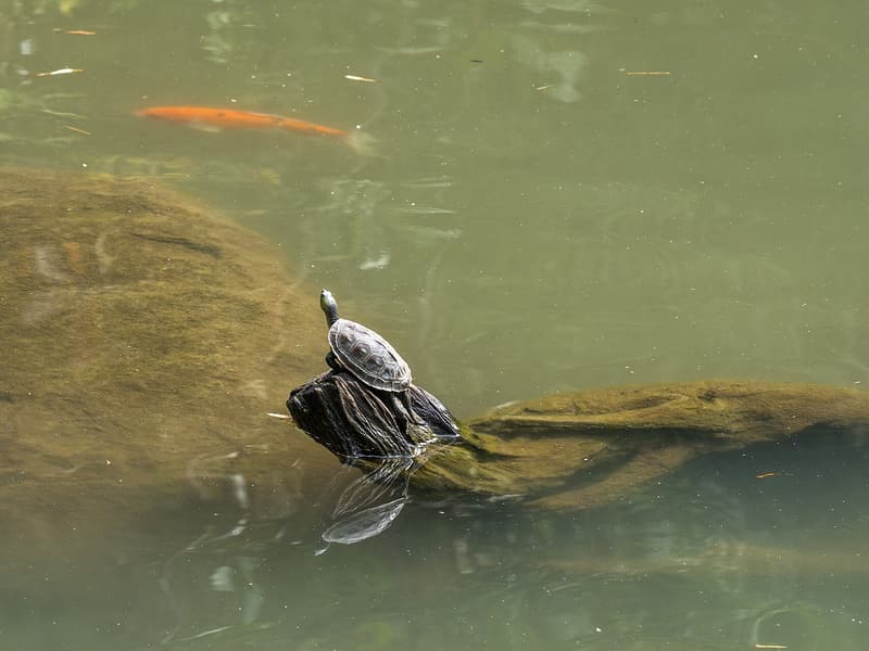Son Tra Tinh Vien (Bamboo Sanctuary) — a hidden gem in Da Nang, Da Nang