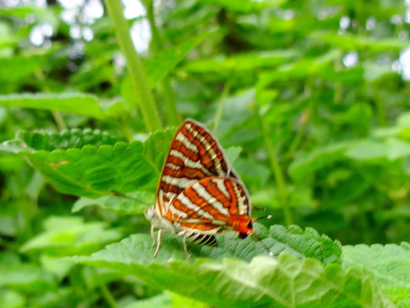 Sanjay Van — a hidden gem in New Delhi, New Delhi