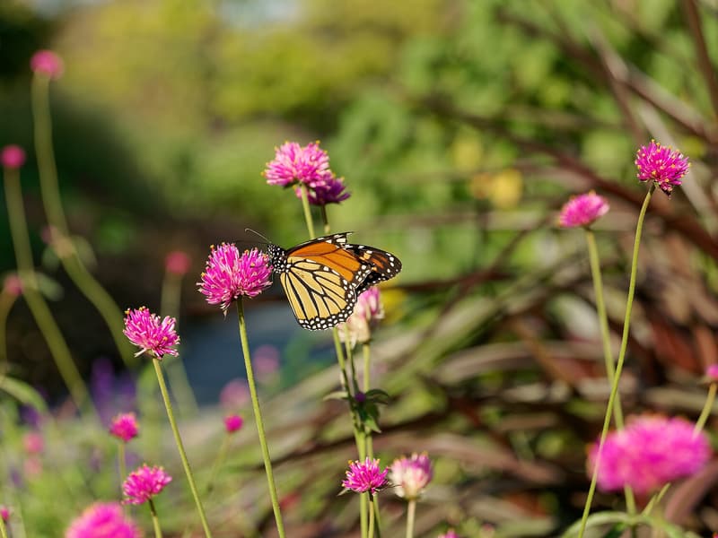 Conservatory Garden, New York City