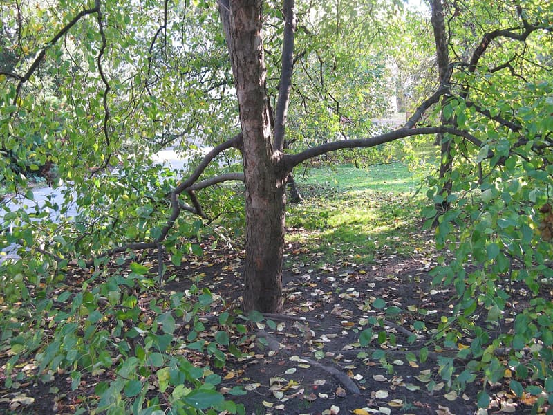 Vojan Gardens (Vojanovy sady) — a hidden gem in Prague, Prague