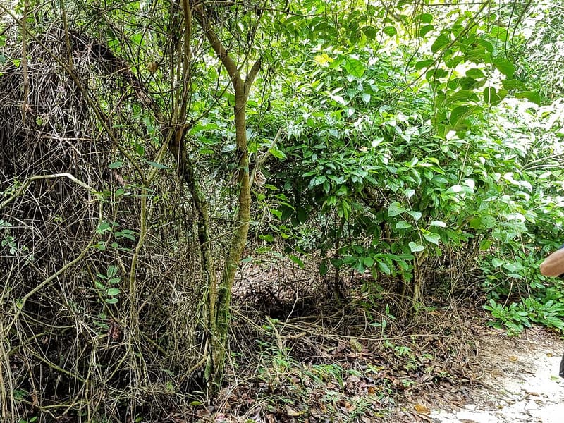 Parque Natural Municipal Chico Mendes — a hidden gem in Rio De Janeiro, Rio de Janeiro