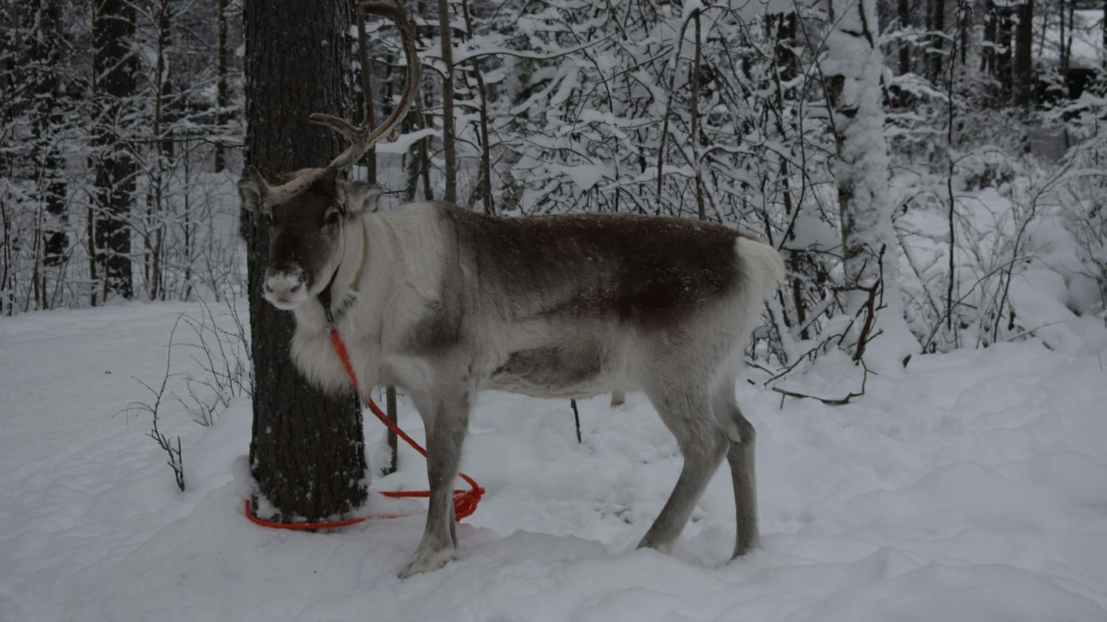 Hidden gems in Rovaniemi