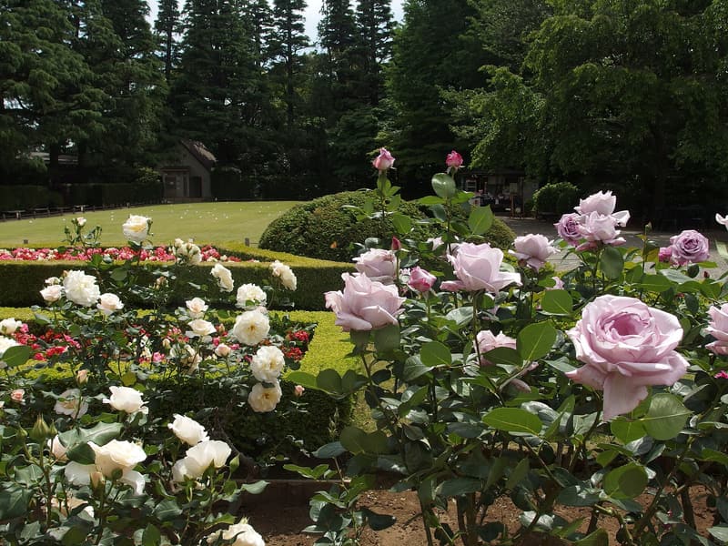 Kyu-Furukawa Gardens, Tokyo
