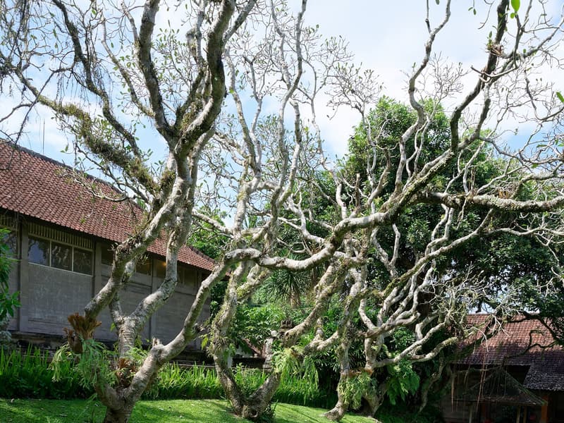 Museum Puri Lukisan — a hidden gem in Ubud, Bali (Ubud)